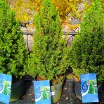  Smrek biely (Picea glauca) ´PERFECTA´ – výška 70-80 cm, kont. C7,5L